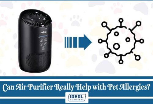 Can Air Purifier Really Help with Pet Allergies?
