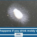 What happens if you drink moldy water
