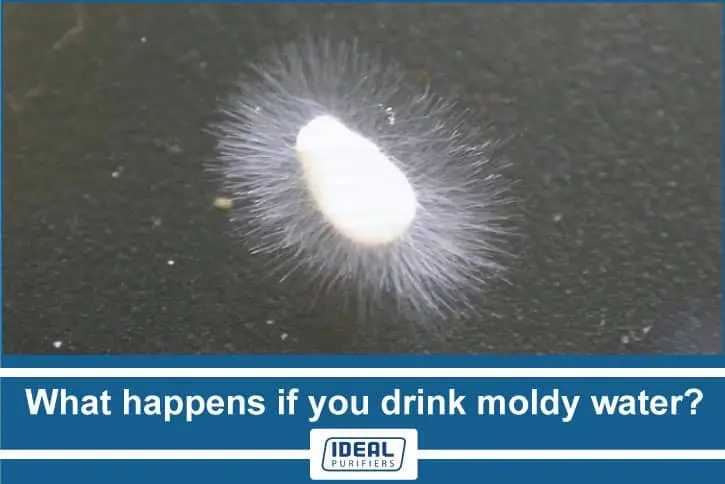 What happens if you drink moldy water