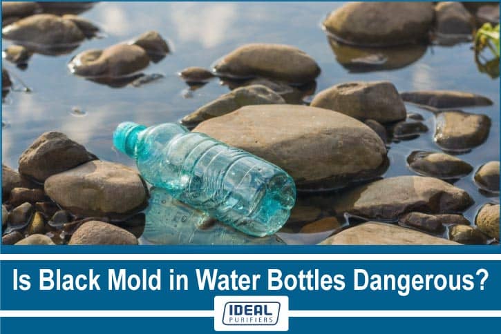 Is Black Mold in Water Bottles Dangerous